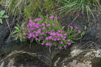 20250621-002-IRL2025-Connemara National Park-TirTomas.jpg