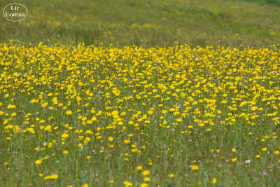 20250623-001-IRL2025-Burren Nature Sanctuary-TirTomas.jpg