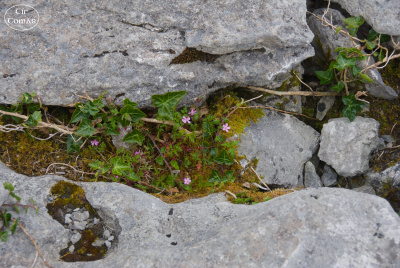 20250623-007-IRL2025-Poulnabrone Dolmen-TirTomas.jpg