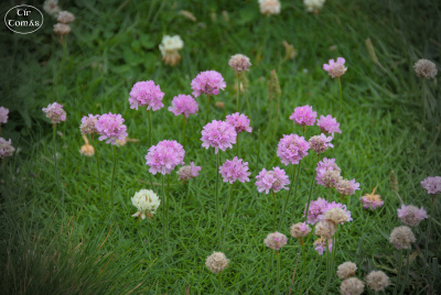 20250618-008-Downpatrick Head-TirTomas.jpg